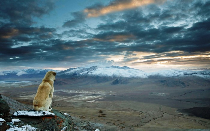 Dog sitting on a rock overlooking mountains