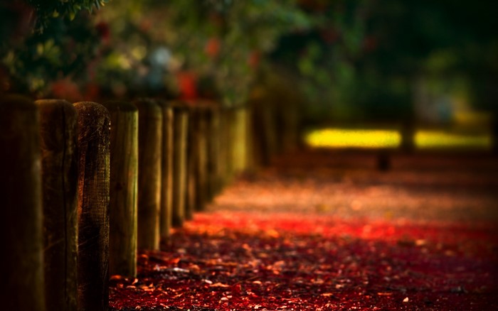 A blurred path lined with wooden posts and fallen red leaves