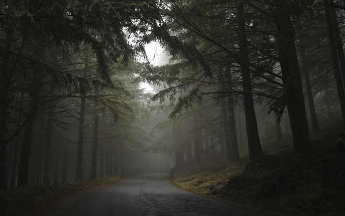 Misty forest road with tall trees