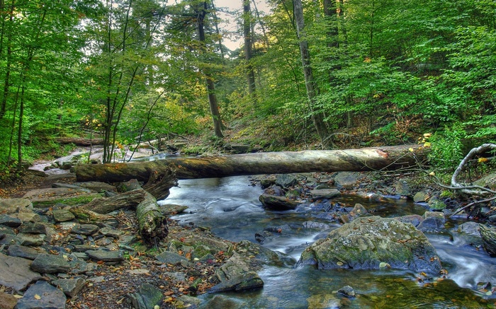 Fallen log bridge over a forest stream