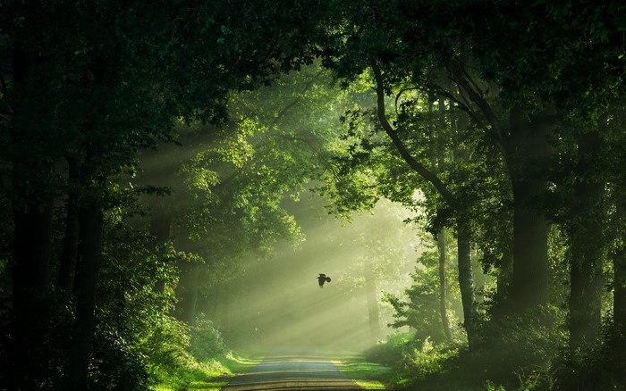 Sunlit Misty Road with Birds in Dutch Landscape