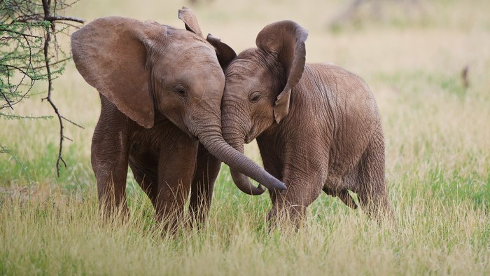 Two baby elephants touching trunks in a grassy field