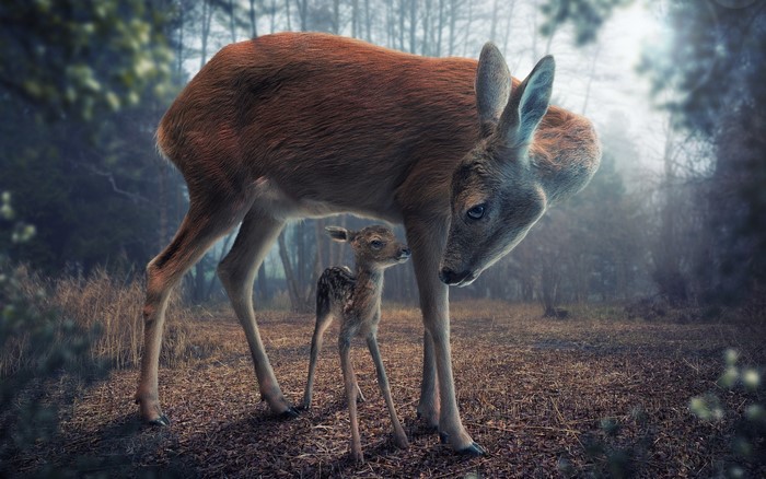 Mother deer and fawn in a misty forest