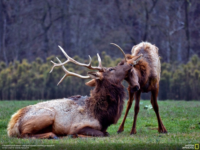 Bull Elk Nuzzles Calf in Grassy Field