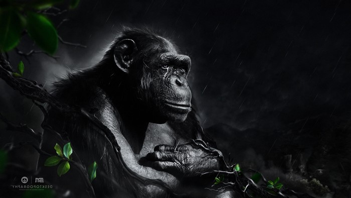 Chimpanzee in the rain