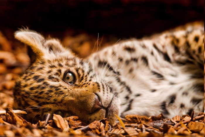 Baby leopard lying on wood chips