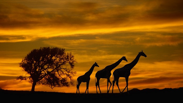 Giraffes Silhouetted Against African Sunset