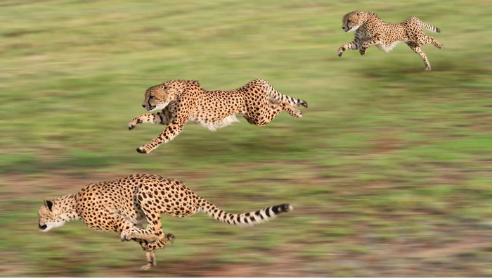 Three Cheetahs Sprinting Across Grassland