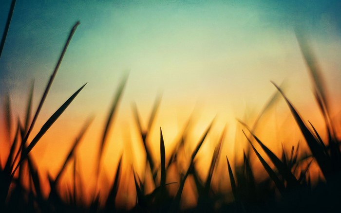 Macro view of grass blades at sunset