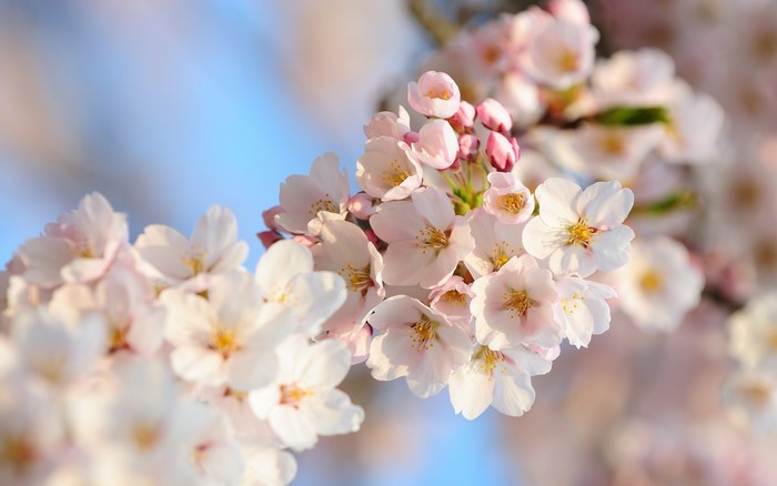 Close-up of delicate white cherry blossoms