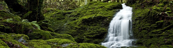 Mossy waterfall in a forest