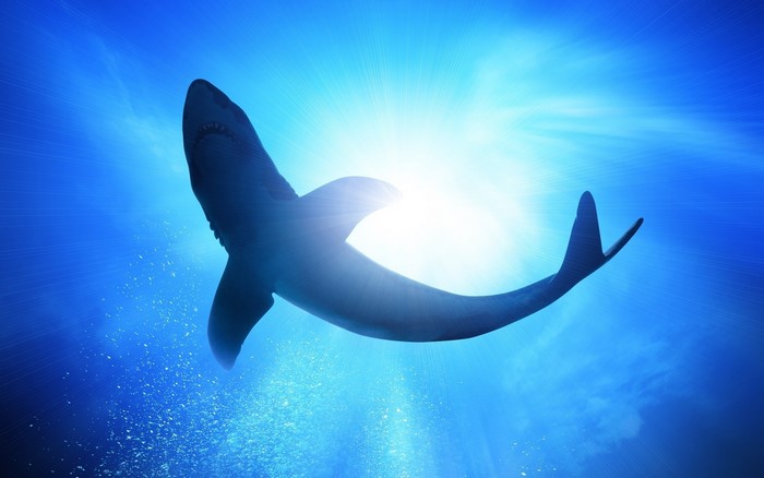 Shark swimming underwater with sun rays