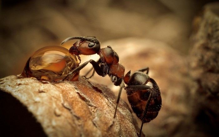 Close-up of an Ant Carrying a Water Droplet