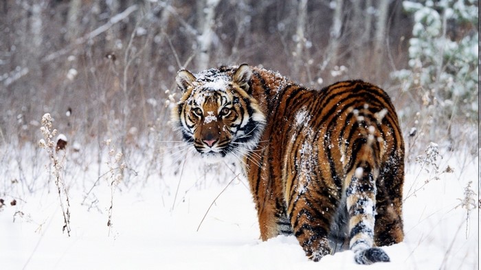 Tiger in the snow