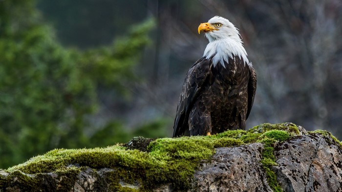 Bald eagle perched on a moss-covered rock