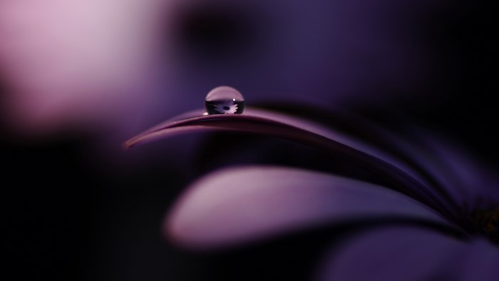 Macro water drop on purple flower petal