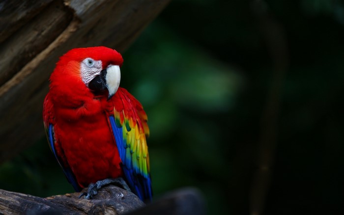 Scarlet Macaw parrot perched on a branch