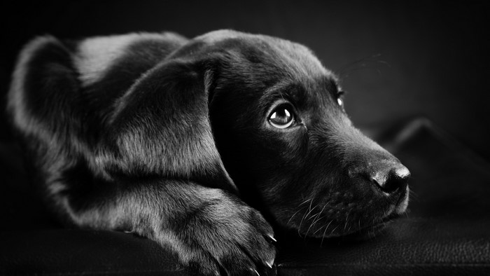 Black Labrador Retriever puppy closeup