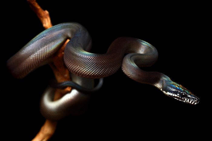 Snake coiled on a branch against a black background