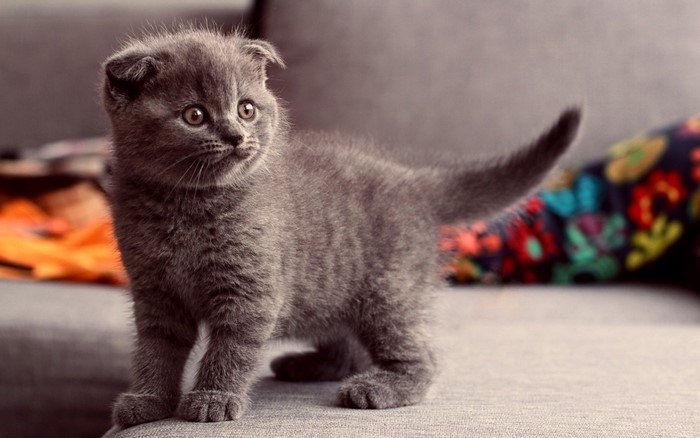 A Scottish Fold kitten on a couch