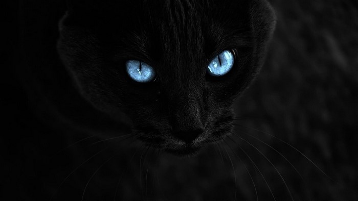 Black cat with bright blue eyes