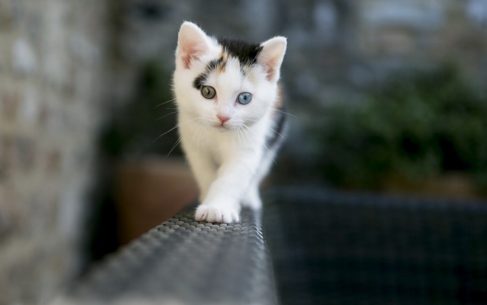 Calico kitten with heterochromia walking on a railing