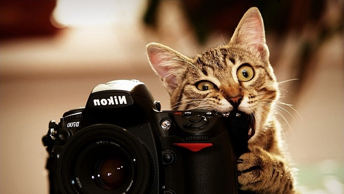 Cat biting Nikon D100 camera