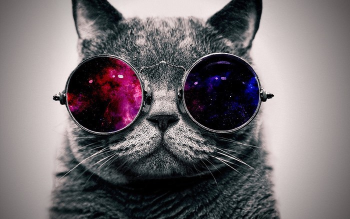 Cat wearing galaxy glasses