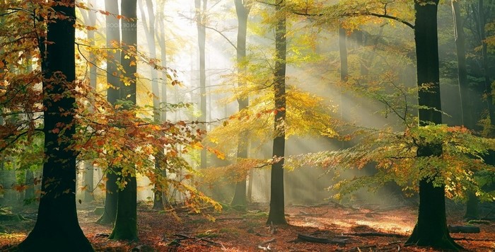 Sun rays in a forest during fall