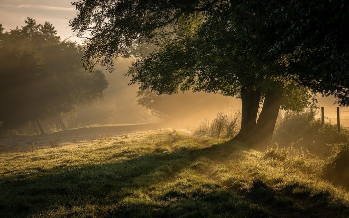 Misty morning landscape with sun rays through trees