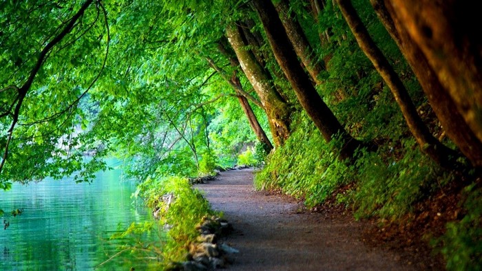 Serene Forest Path Alongside a Calm River in Croatia