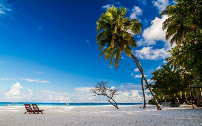 Tropical beach with palm trees and lounge chairs