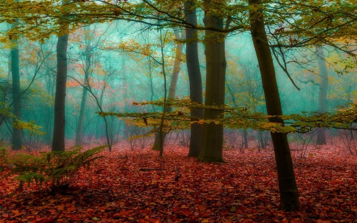Misty forest floor covered in autumn leaves