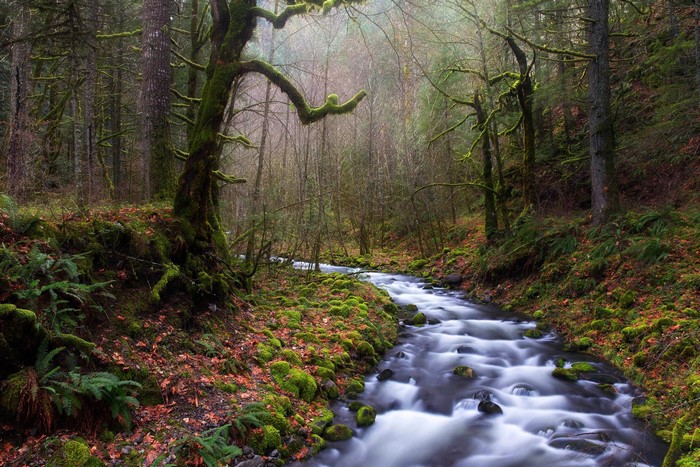 Mossy forest with a flowing river and mist