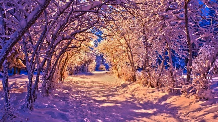 Snowy forest path illuminated by warm lights
