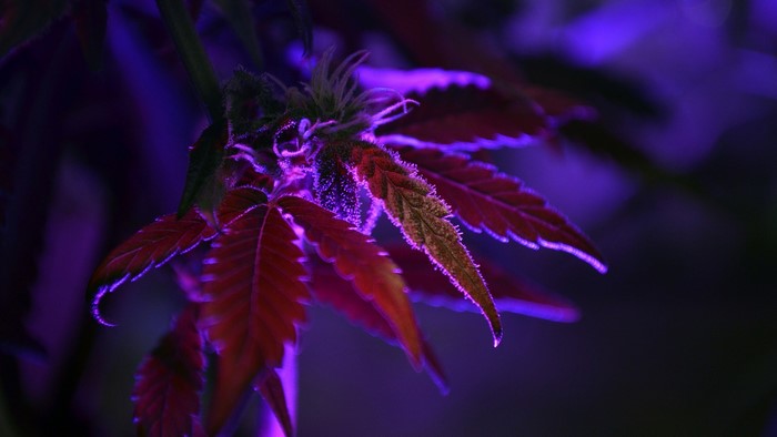 Close-up of cannabis leaves under purple light