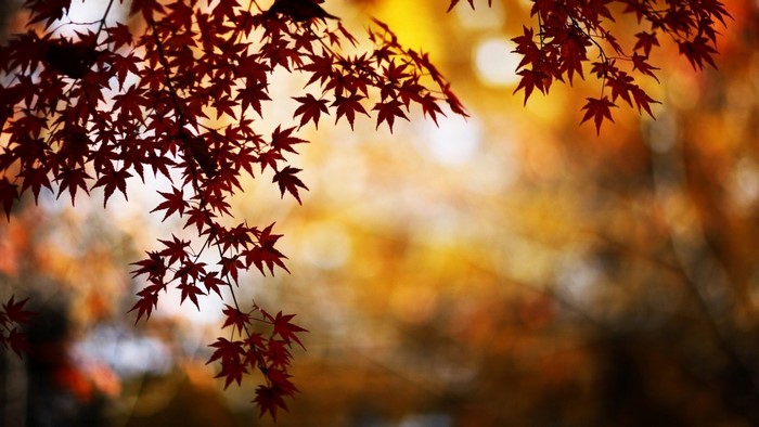 Red maple leaves in autumn with bokeh background