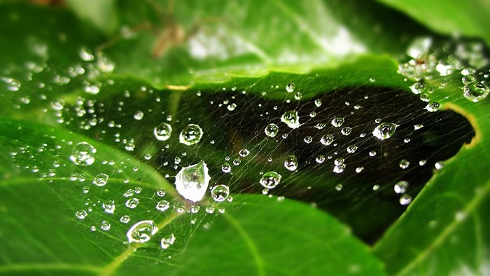 Macro shot of spiderweb with water drops on green leaves