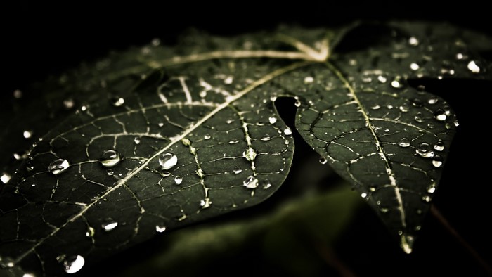 Close-up of dark green leaf with water droplets