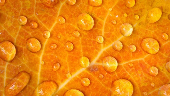 Macro view of water drops on an orange leaf