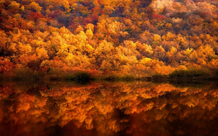Autumn forest with lake reflection