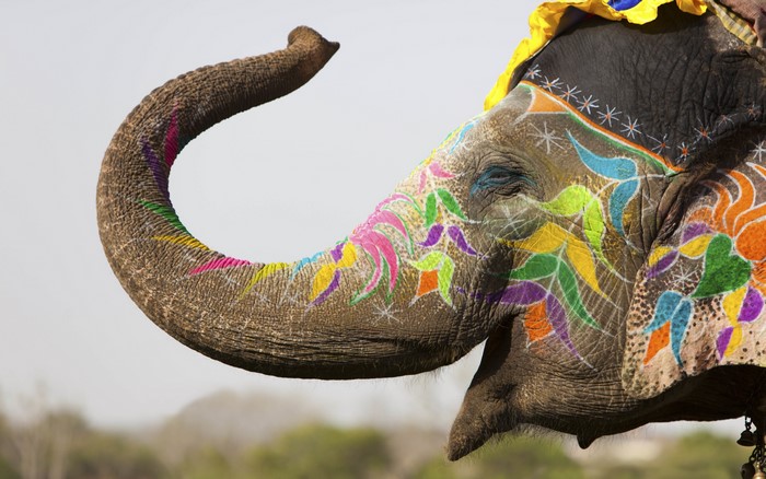 Decorated elephant with colorful paintings in India