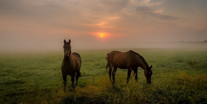 Two horses in a misty field at sunrise
