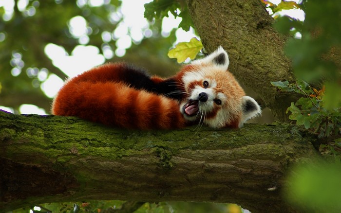 Red panda resting on a mossy tree branch