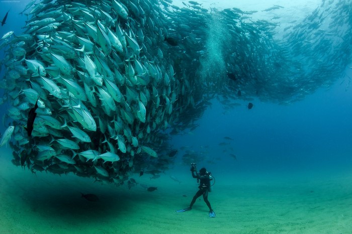 Scuba diver photographs massive school of fish underwater