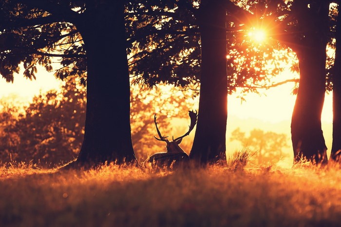 Deer resting in a sun-drenched forest