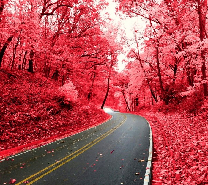 A winding road through a forest with red foliage
