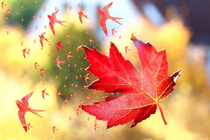 Red maple leaf with birds made of leaves flying