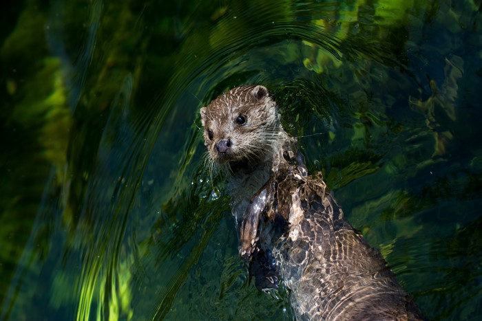 Otter swimming in green water
