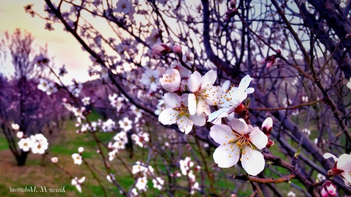 Kurdistan spring almond blossoms